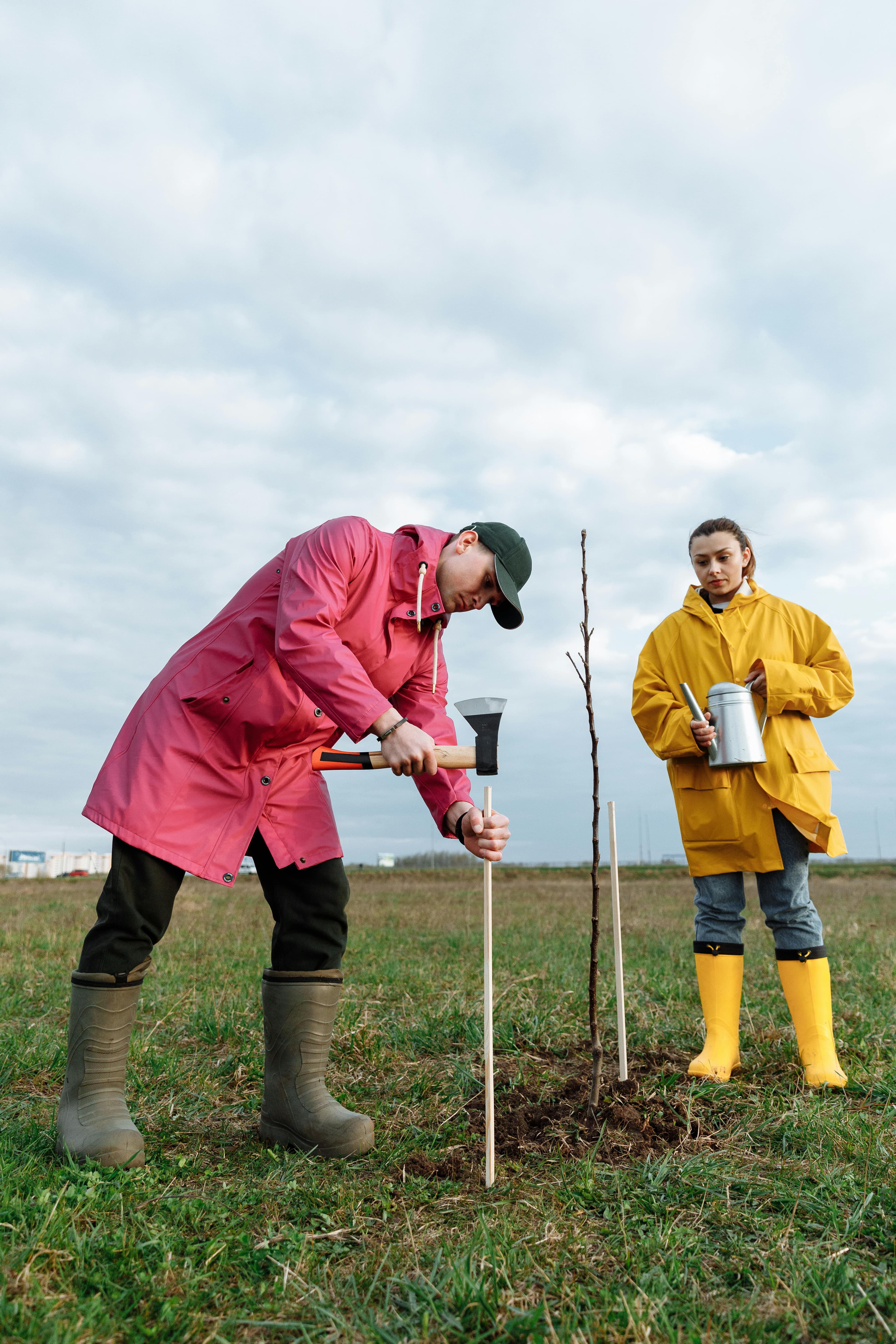 Tree Health Consultation